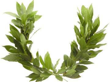laurel wreath